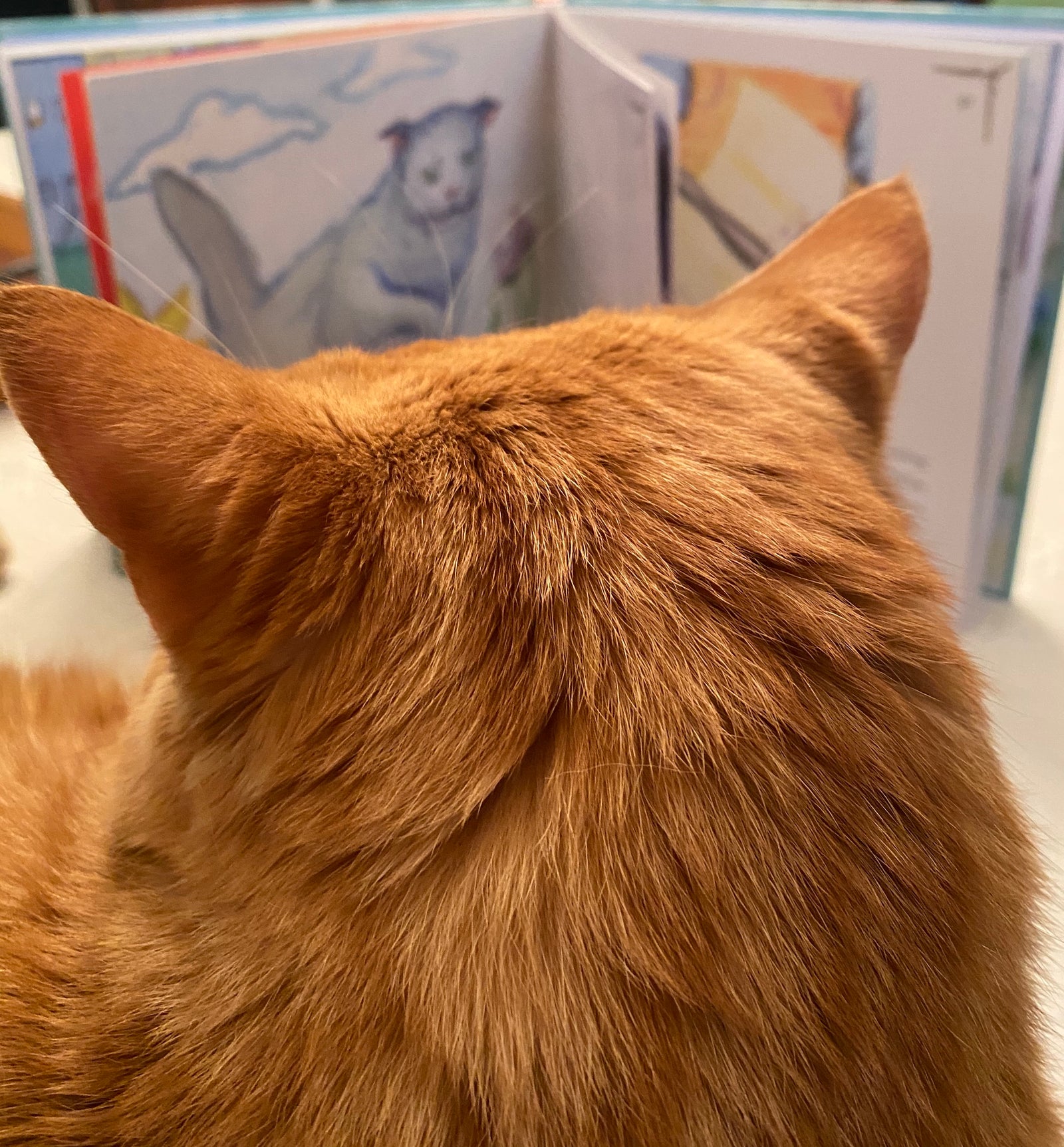 A Book Launch for the Age(s): Deep in the Socially Distanced Woods